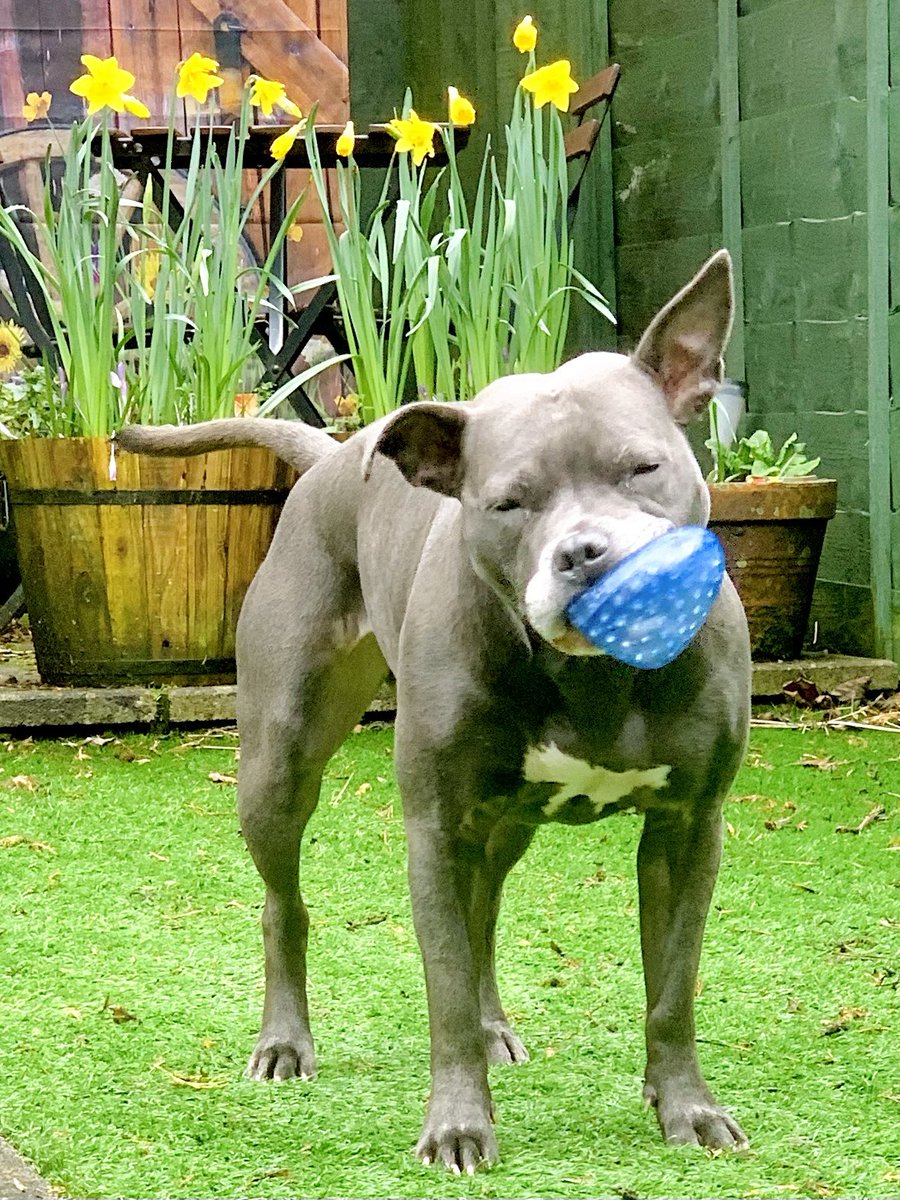 I’m playing ball in the garden 💙💙 #IsaMary #BallIsLife #DogsOfX