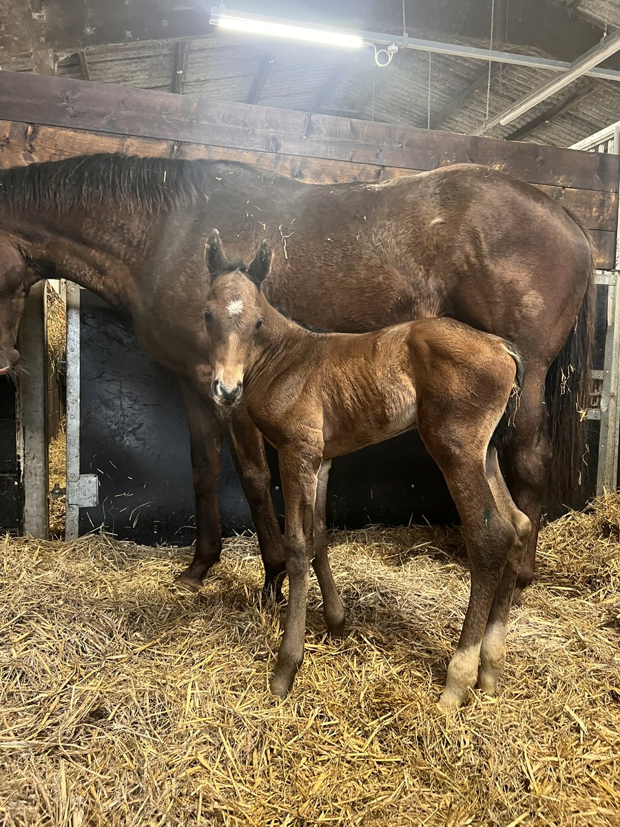 It’s a boy! A healthy old colt foal out of our 3 time 2yo winning race mare Auckland Lodge by @NatStudStallion Rajasinghe. Many thanks to @WendelyWes and well timed for @ChrisCleevely & @dottyvincent wedding anniversary! 🥂🍻🍀