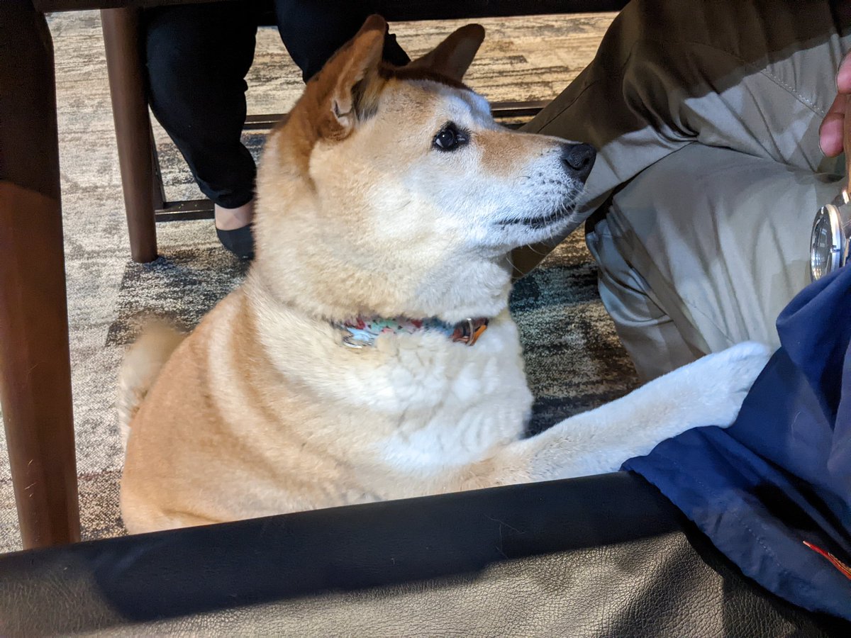 🐶(お菓子ください) 