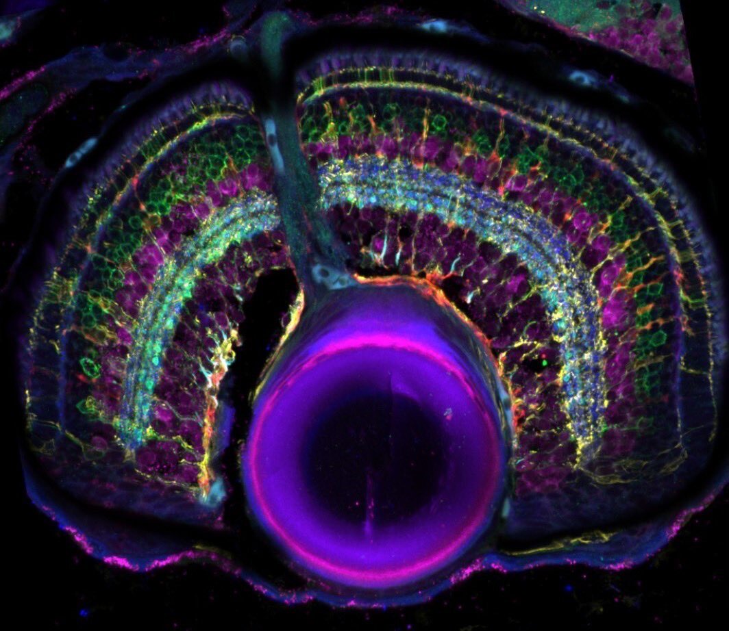 We’re excited to share our most recent paper where we adapted the IBEX technique to label every cell type in the retina. If you’re stuck with antibodies raised in the same animal or want to see more proteins/cells at the same time, this could help. biorxiv.org/content/10.110…