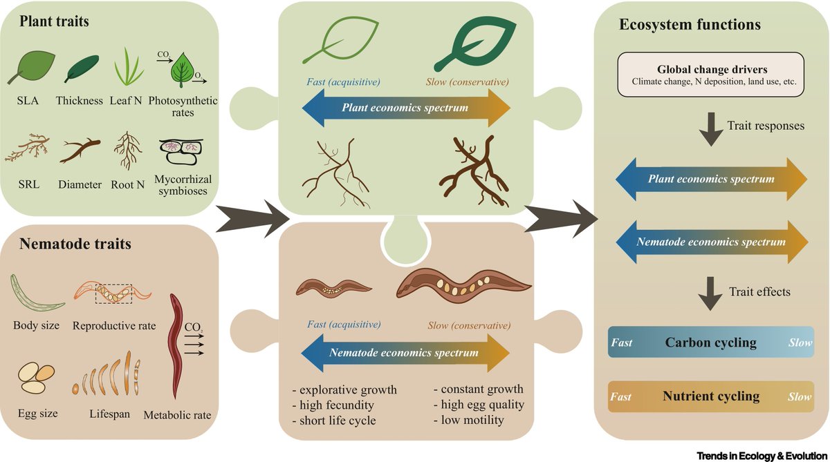 Here's something new that's a bit different to what I normally work on. Led by PhD student @ChongzheZ, in this article we propose a framework for 'Linking nematodes and ecosystem function: a trait-based framework'. authors.elsevier.com/c/1igSqcZ3X04gF @stefan_geisen