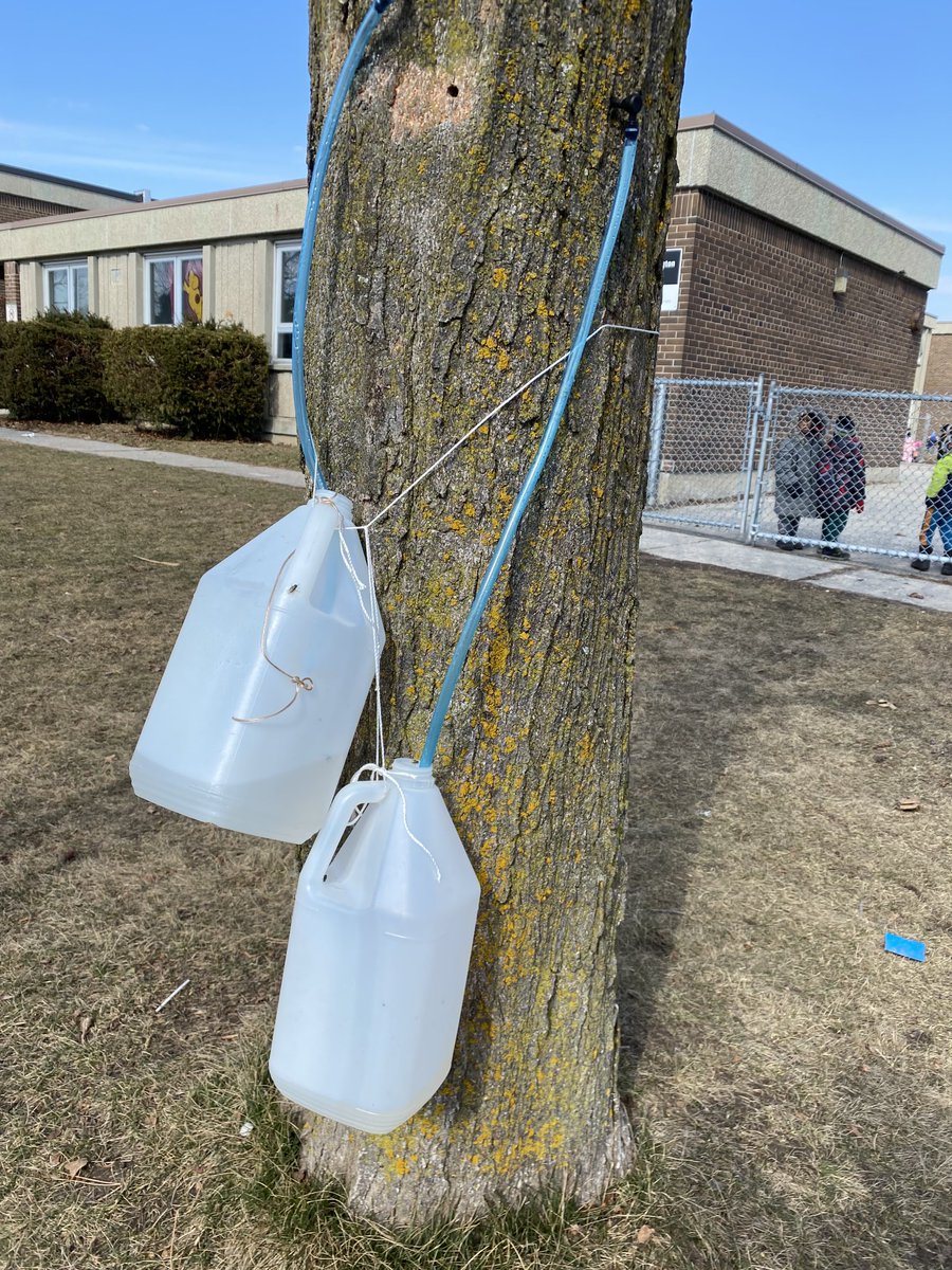 ⁦@WoburnJunior⁩ students from all grades are learning about the gifts of the maple tree. Students identified, tapped, collected, and helped boil down the sap. #indigenousWaysOfKnowing ⁦@LC3_TDSB⁩ chi miigwech maple tree.