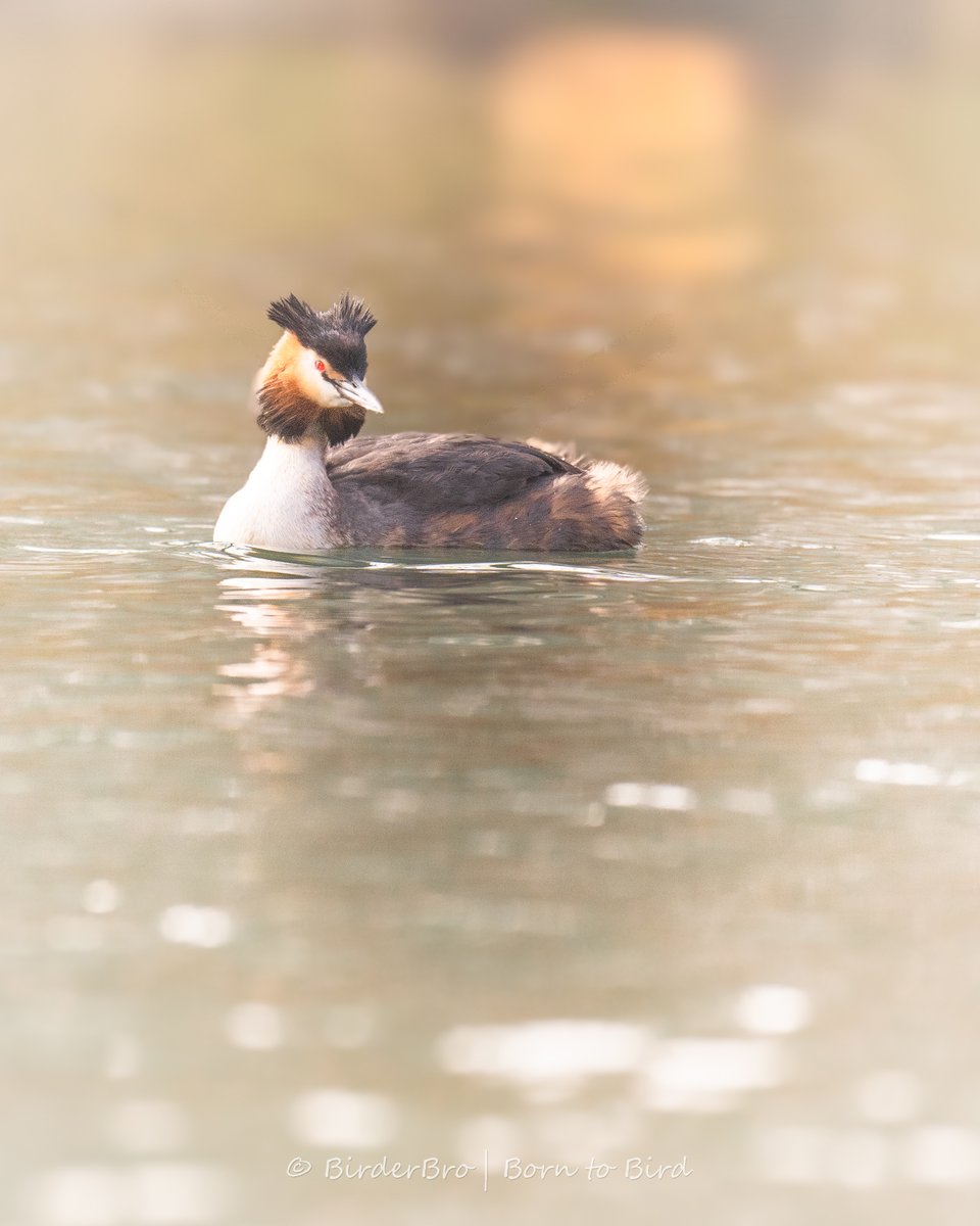 Can you think of a word that rhymes with Grebe...🤔

#words #birds #rhymes #birdnames #birding #birdwatching #BirdTwitter #BirdsOfTwitter #birdphotography