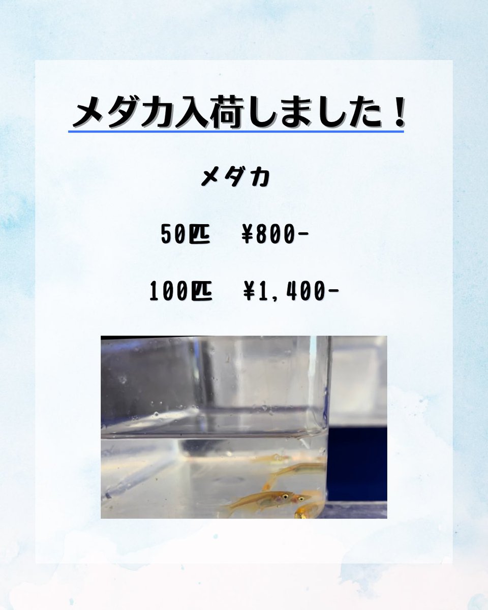 【メダカ入荷・価格改定のお知らせ】

メダカや小赤などの高騰が続いており、価格維持のための努力を続けてまいりましたが、高騰が改善されず従来の価格を維持することが困難となり、暫くの間金額を変更させていただくこととなりました💦
ご不便をお掛け致しますが、何卒よろしくお願い申し上げます🙇‍♂️