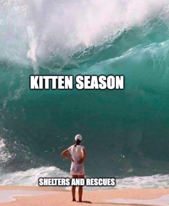 Kitten season is on its way, but all rescues are at capacity and can’t cope with another year like 2023! 😿 Please #NeuterYourCat and #AdoptDontShop 🙏🏼