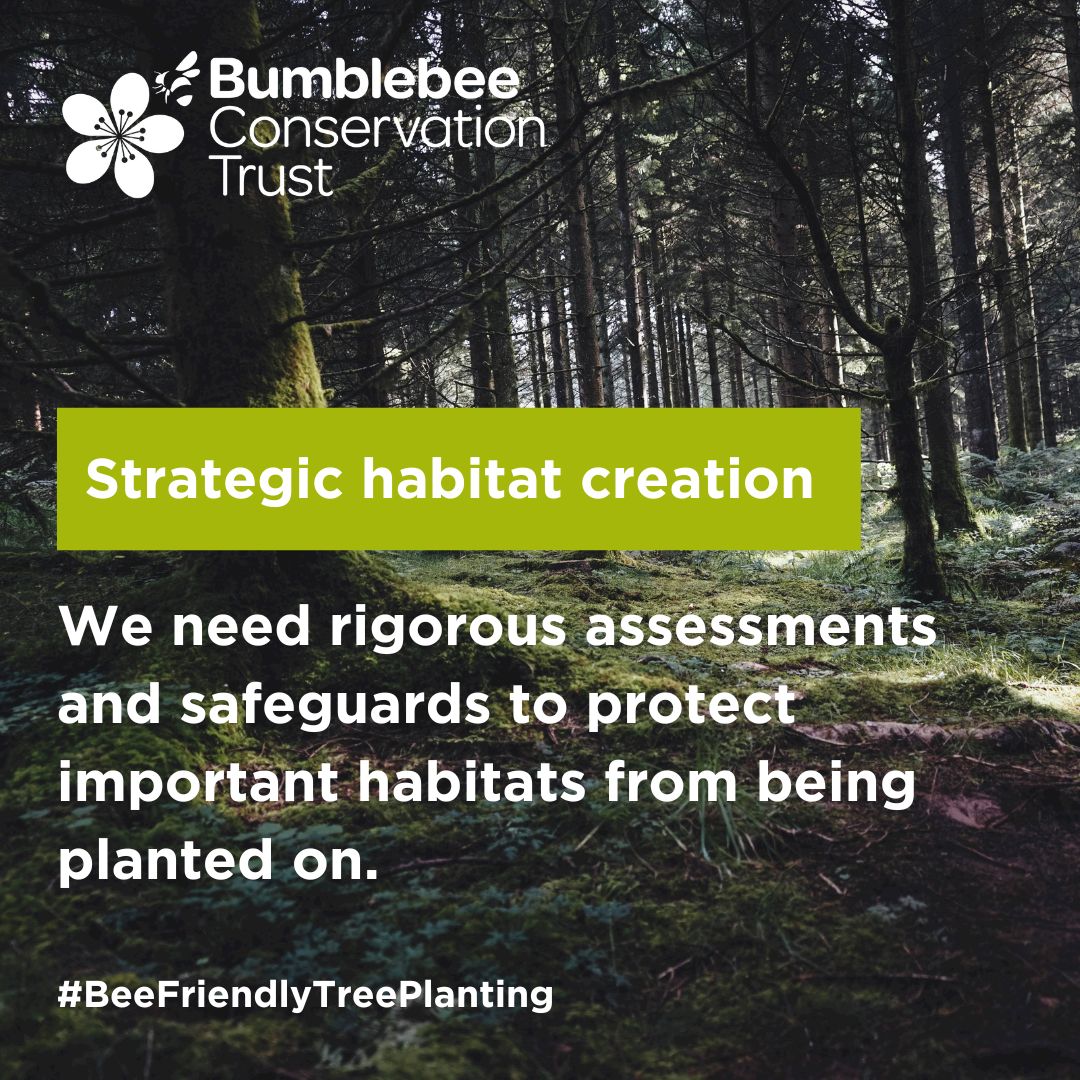 BumblebeeTrust's tweet image. We need to be strategic about where we plant trees. Rigorous assessments and safeguards are needed to protect important habitats, like flower-rich grasslands from being planted on.

Fair incentives will ensure we restore the diversity of habitats that nature depends on. 
🧵4/8