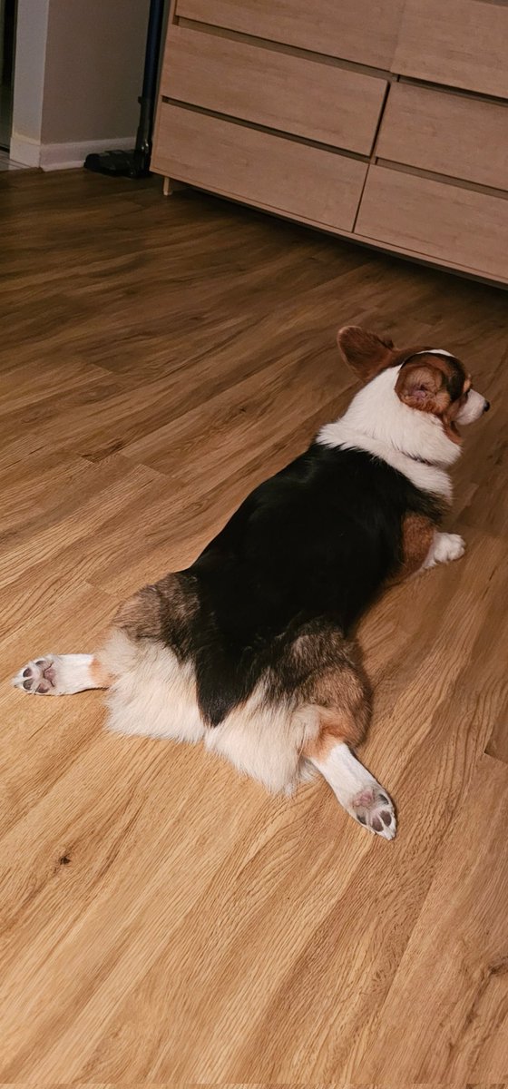 Sploot of the day?
#CorgiCrew