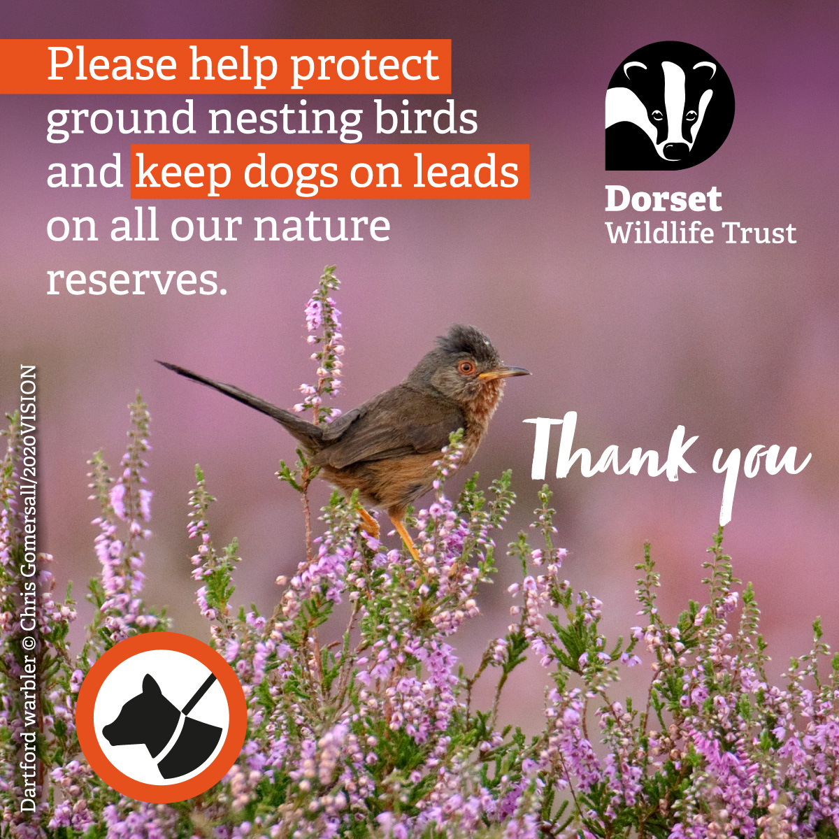 Even the friendliest of dogs can threaten our wildlife. 💔🐶 Please keep your four-legged friends on leads on our nature reserves to protect some of our most vulnerable species, like ground-nesting birds. Thank you. 💚 Find out more here 👉 bit.ly/3J2xgSI ~ Jack