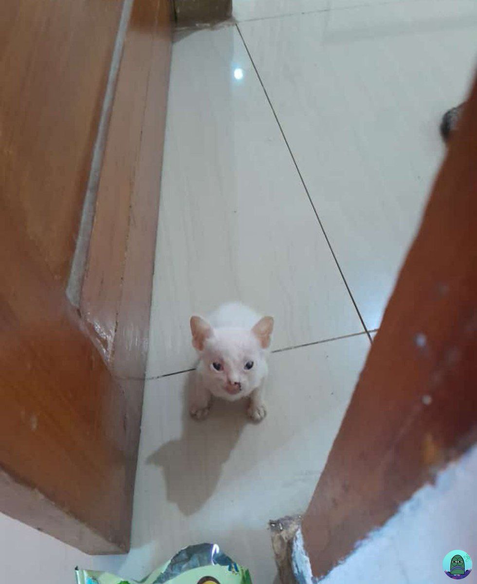 tanyakanrl's tweet image. tanyarl
kucing temen sender lucu bgt😭😭 udh sipit kecil pulaa😭😭