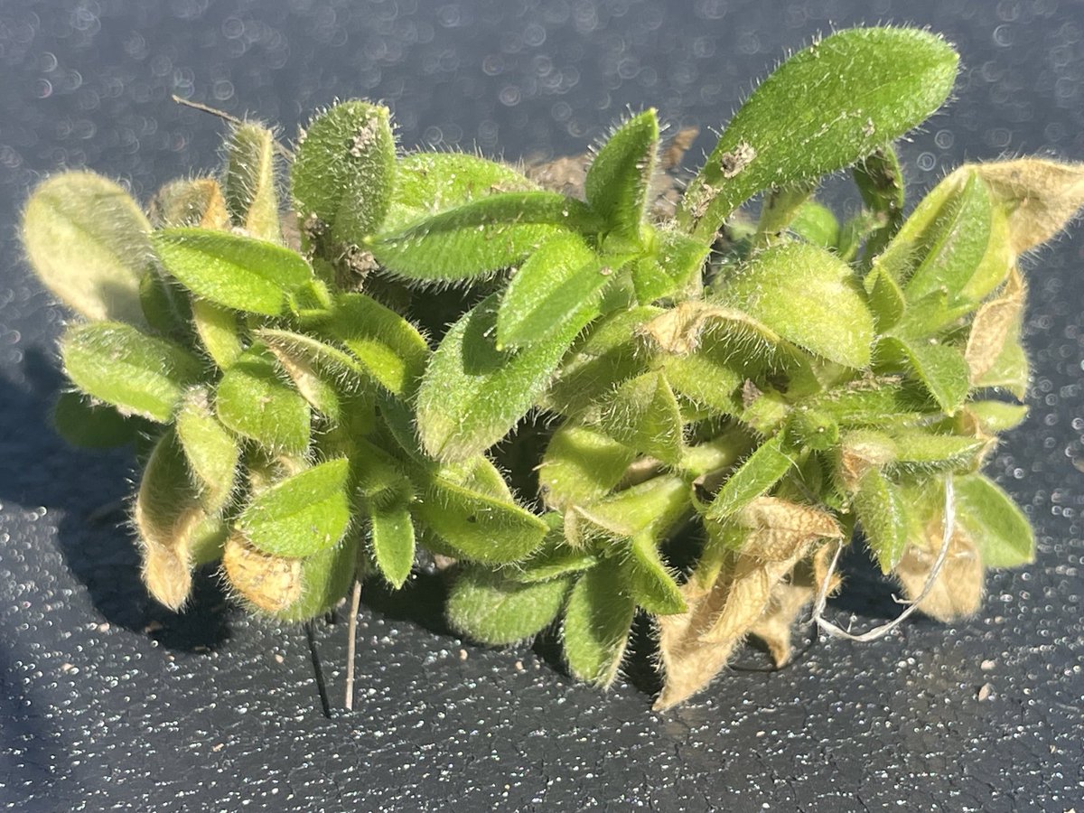 Fall herbicide is paying off again this year! A lot of fields in So. IL starting to turn green with a blanket of chickweed and henbit cover crops. 🤢 #ag #soybean #herbicide #corn <a href="/ILSoybean/">Illinois Soybean Association</a> <a href="/ilcorn/">IL Corn</a>
