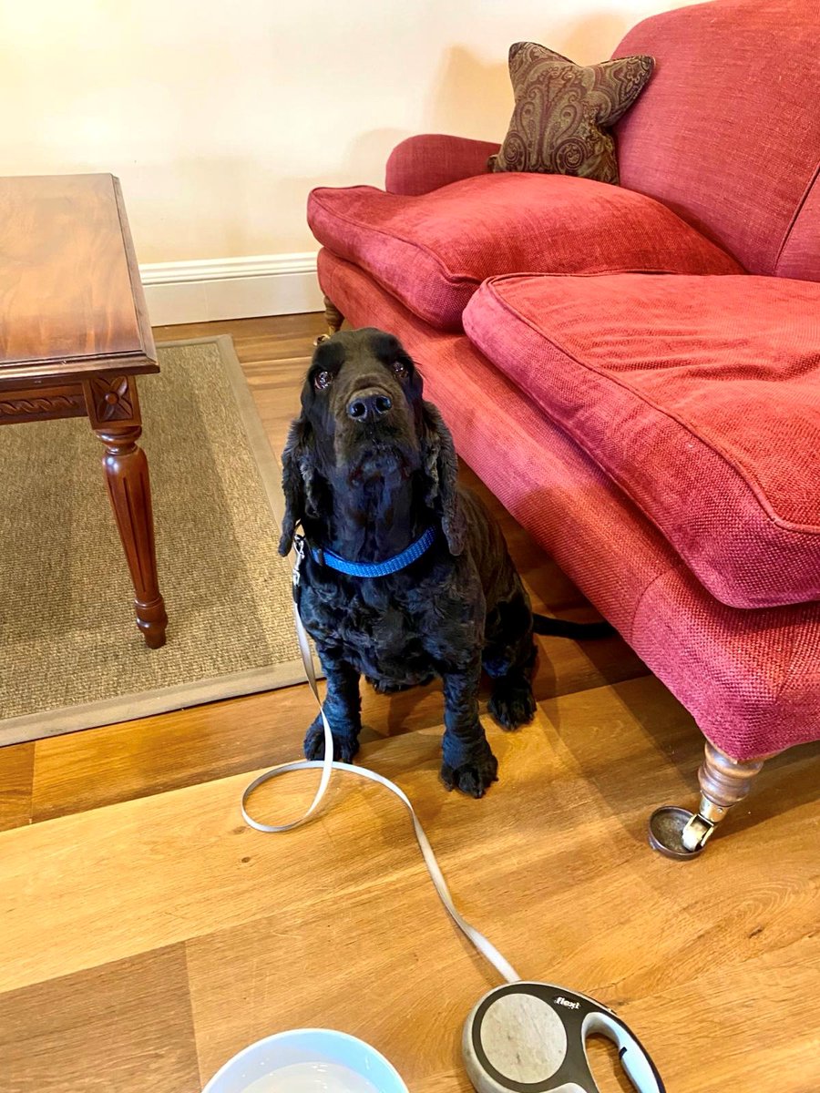 Jax in the clubhouse this lunchtime enjoying a rest after being out on the golf course!⛳️