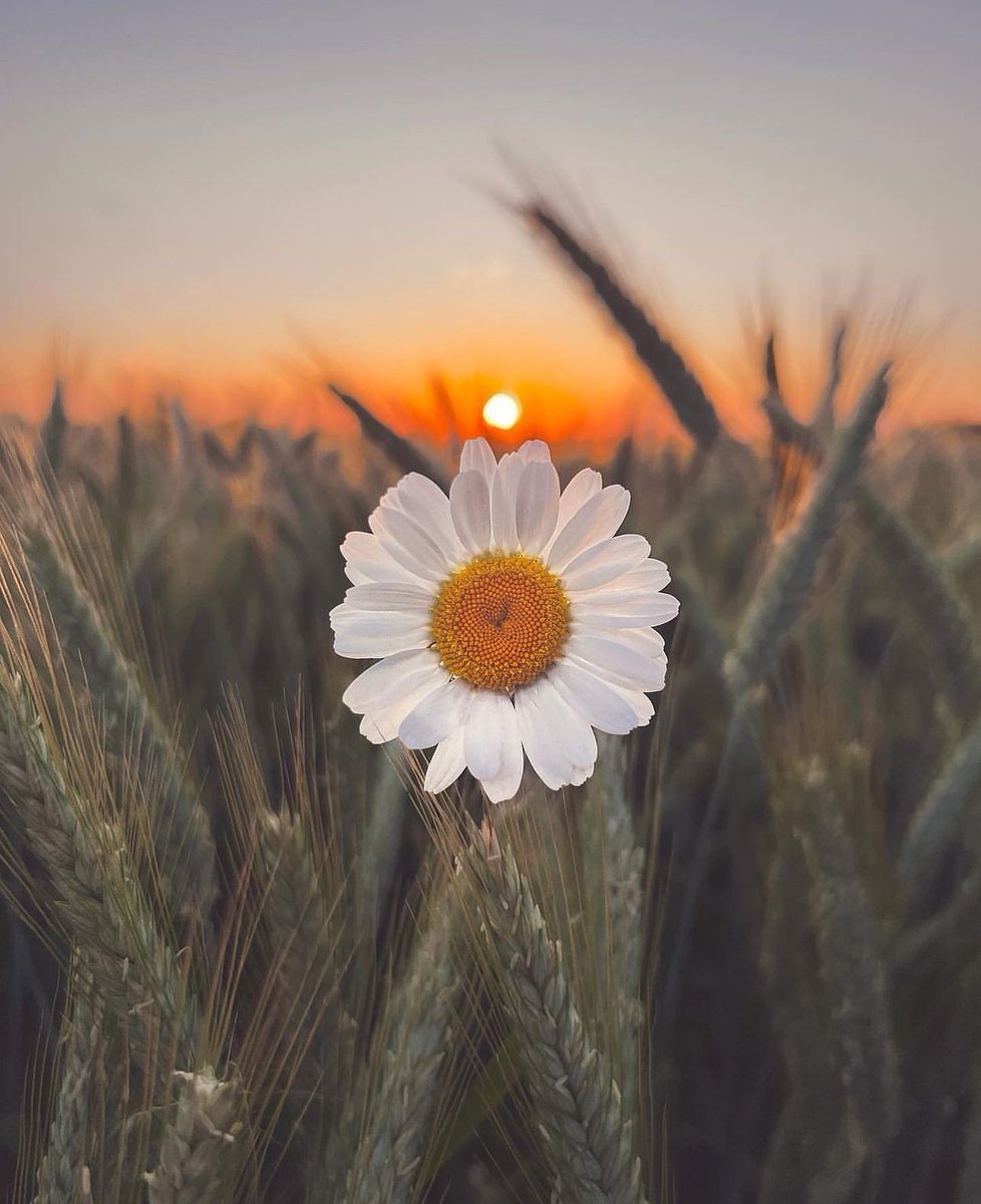 هر خم از جعد پریشان تو زندان دلیست
تا نگویی که اسیران کمند تو کمند

#سعدی