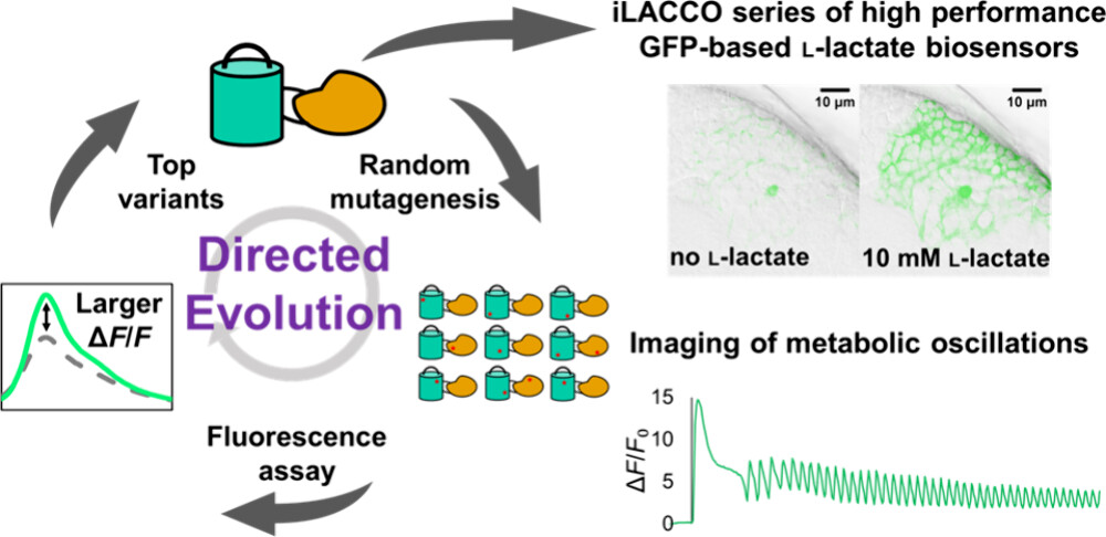 @Campbell_FPs, @YusukeNasu1 & team engineered high-performance green fluorescent protein-based l-lactate biosensors and demonstrated their utility in applications such as metabolic oscillation imaging NEW #ASAP Read it here: go.acs.org/8fg