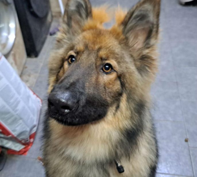 Jake is just 7mths old and he was picked up as a stray, Jake can live with older kids and other #dogs but he will need an exp home as he has missed out on a lot #GermanShepherd #Essex gsrelite.co.uk/jake-5/