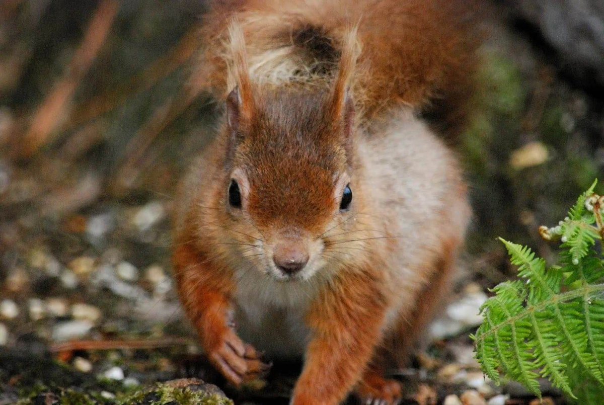 Today is World Wildlife Day, celebrating wildlife and conservation work around the world. Brownsea is famous for it's red squirrel population of over 200, but altogether there are less than 300k left in the UK. #WorldWildlifeDay #RedSquirrels #BrownseaIsland #SaveOurWildIsles