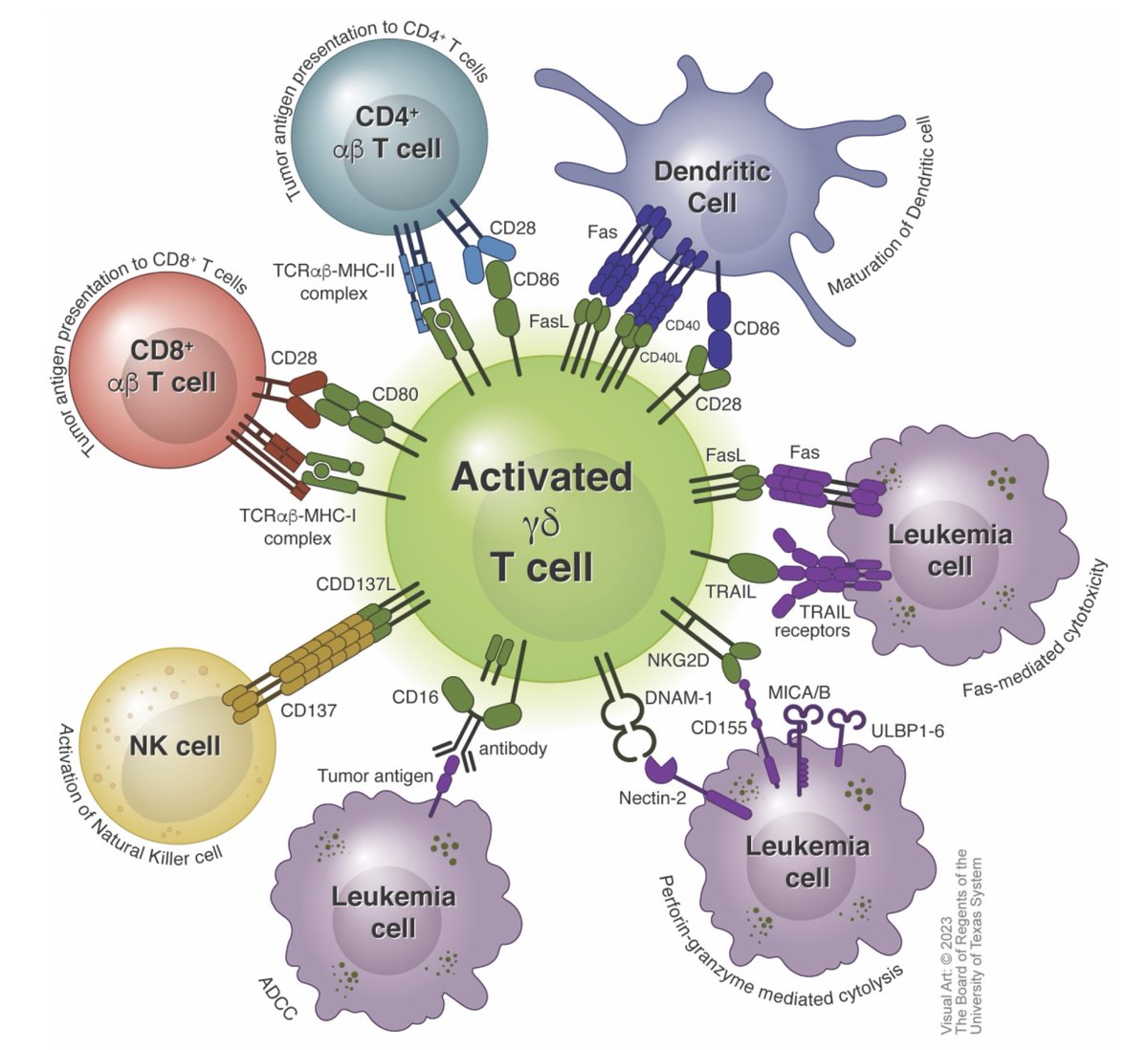 Gamma delta T cells are a novel immunotherapy for AML. Recent review from our group tinyurl.com/4eyfkr95 We have clinical trials w Aza Ven &amp; gd2T cell activating ICT01 for Newly Dx AML, &amp; allogeneic gd1T cells for R/R #AML tinyurl.com/3mur3sbu
tinyurl.com/4zu5pn3k
#leusm