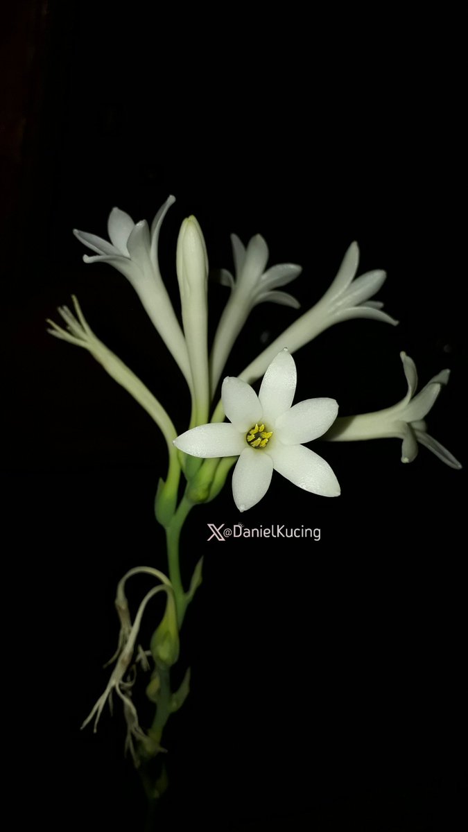 The last flowers tonight from our pretty tuberose (sedap malam) See u again soon 💕