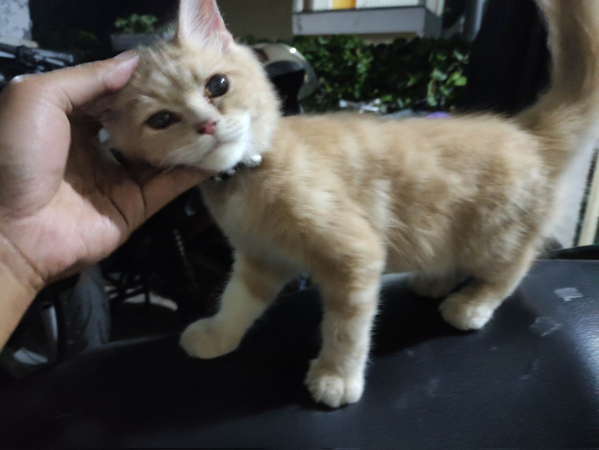 Bagi kucingnya yg hilang, jantan
Dikalungnya ada namanya milo
<a href="/infomalang/">Info Malang</a> <a href="/yusufgunawan/">Yusuf Gunawan</a>