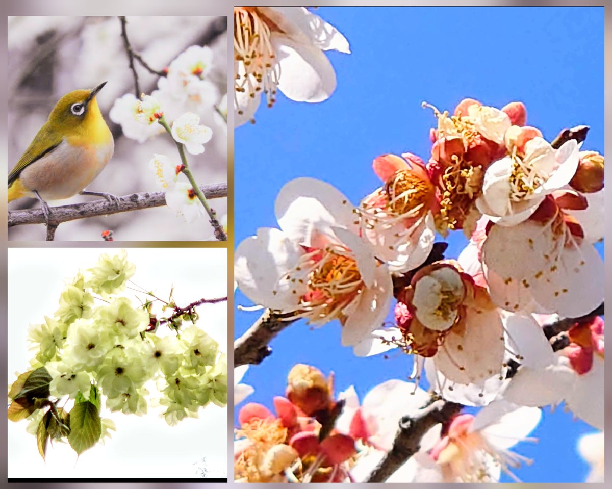 思い通りに行かない時もある。それでも自分の意思に素直になってどうするかの流れを作って行くことで自分らしさを育てる。
心の使った暮らしの繋がりを生かすことで今が育つ。
花 爛漫。よりどころは明日への活力となり。
#悲壮感は持たない。