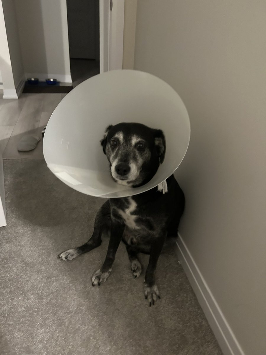 apolloatcanada's tweet photo. Rocking the latest fashion trend – the cone of shame! 🤪🚀 Turns out, cones aren't just for ice cream.  #ApolloAtCanada https://t.co/wiHfbR4mFG