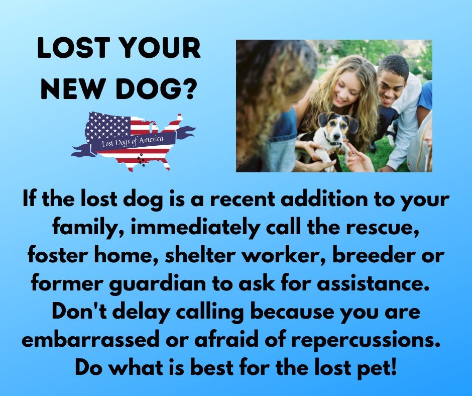 Lost Dogs Illinois (@LostDogsIL) on Twitter photo 2024-02-29 13:24:28