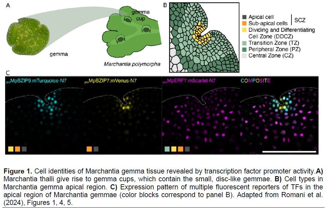 IN BRIEF:  Find your way: Building an atlas from transcription factor activities in the Marchantia gemma (Gwendolyn K Kirschner) buff.ly/48rII56 <a href="/GwenKirschner/">Gwendolyn Kirschner</a> <a href="/ASPB/">ASPB</a> #PlantSci