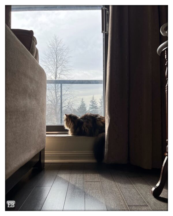 Eric_Brazier's tweet photo. “Cat Pedestal” https://t.co/wm8DCELjVZ #TheDailyMobile #photography #Cats #GoldenHour #Kitty #MagicHour #PatioDoor #Peanut #PeanutCat #PeanutKitty #Sunlight #Sunset https://t.co/i44wzPkUXv