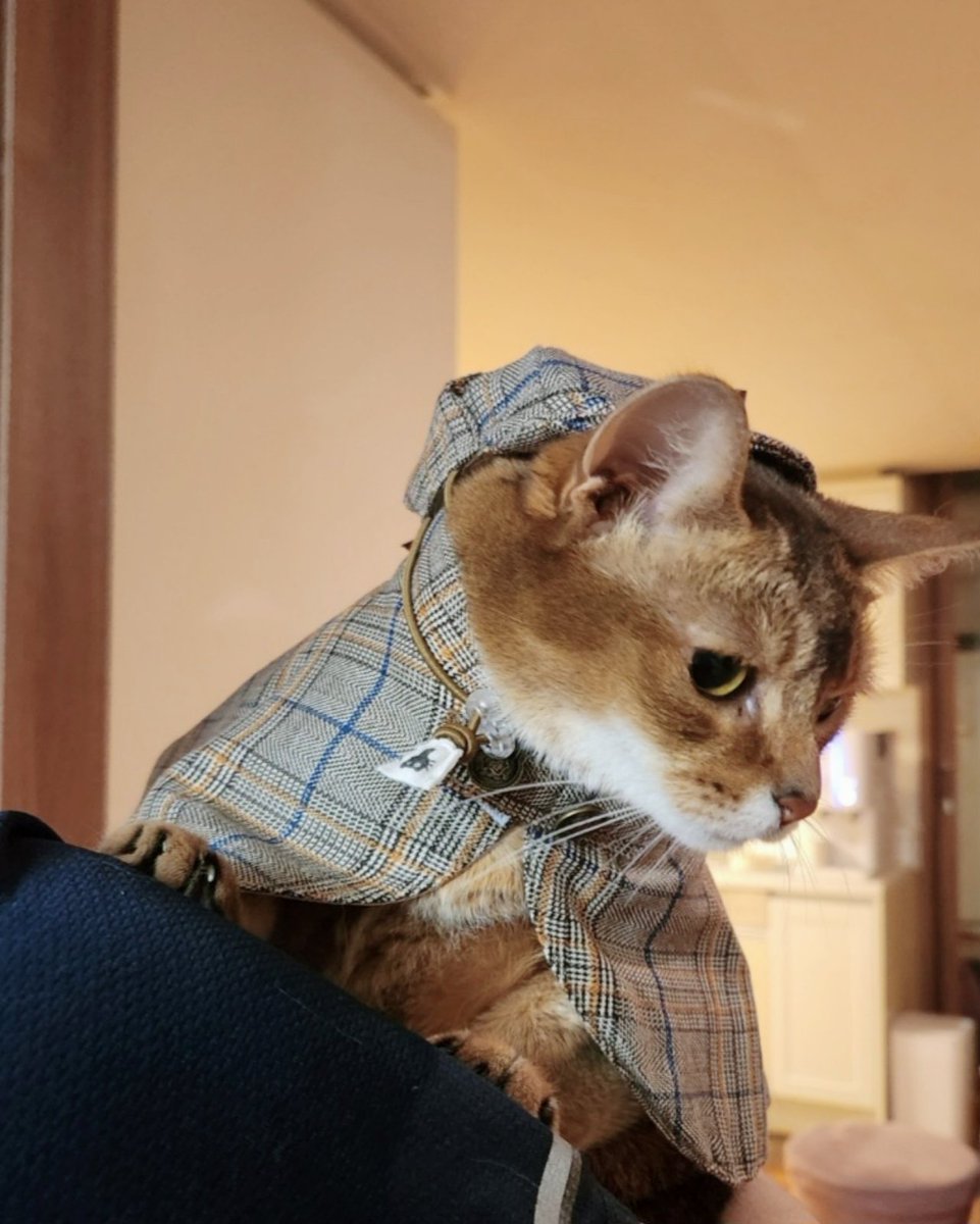 junelee1028's tweet photo. 🐱 https://t.co/YEHdhIADHg