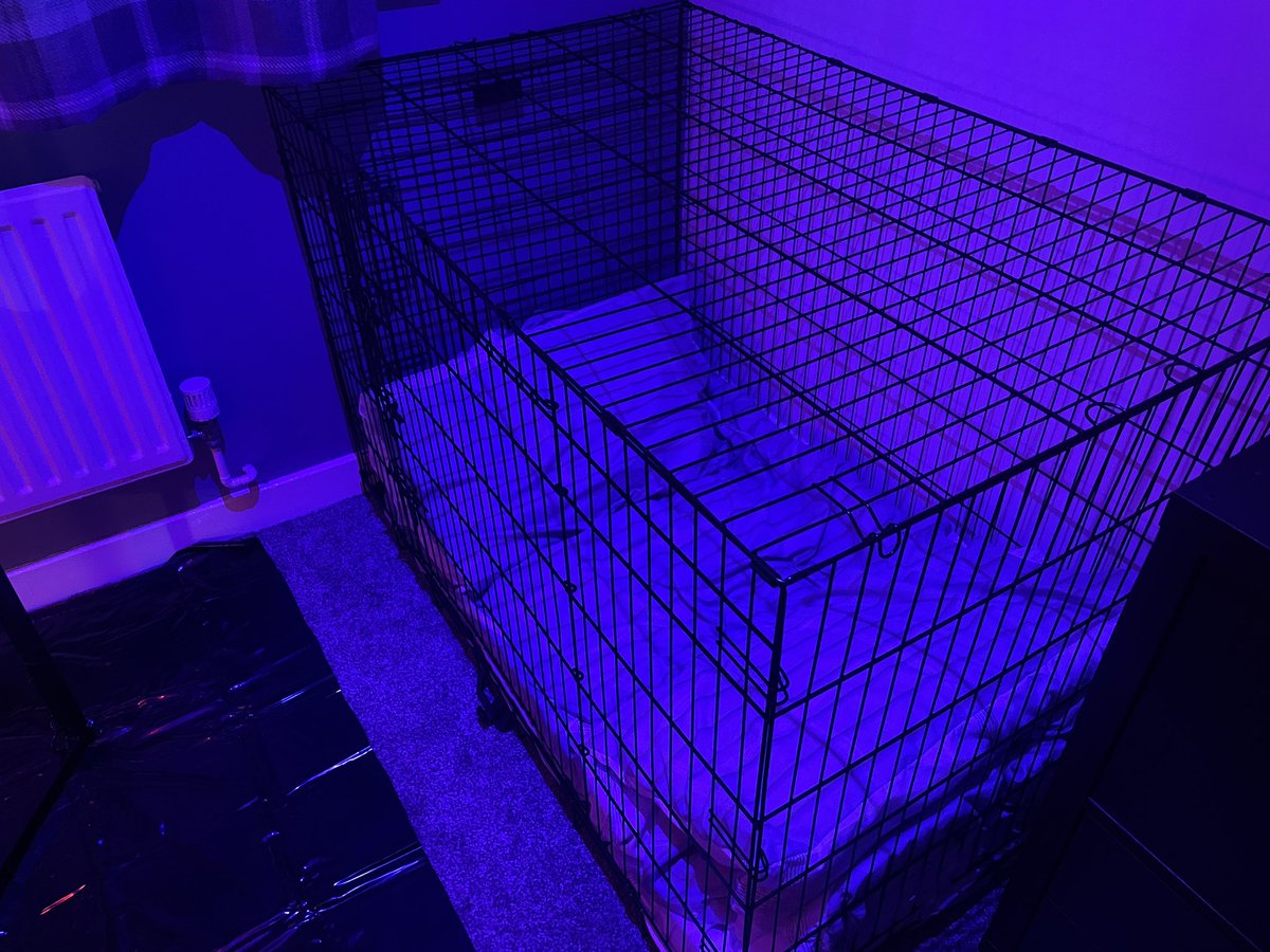 nw_dom's tweet photo. @FallenAngel1970 @aplycra I use Philip hue GU10s in the spot light and then 2 Philip Hue play lights https://t.co/YzPxI6Ylil