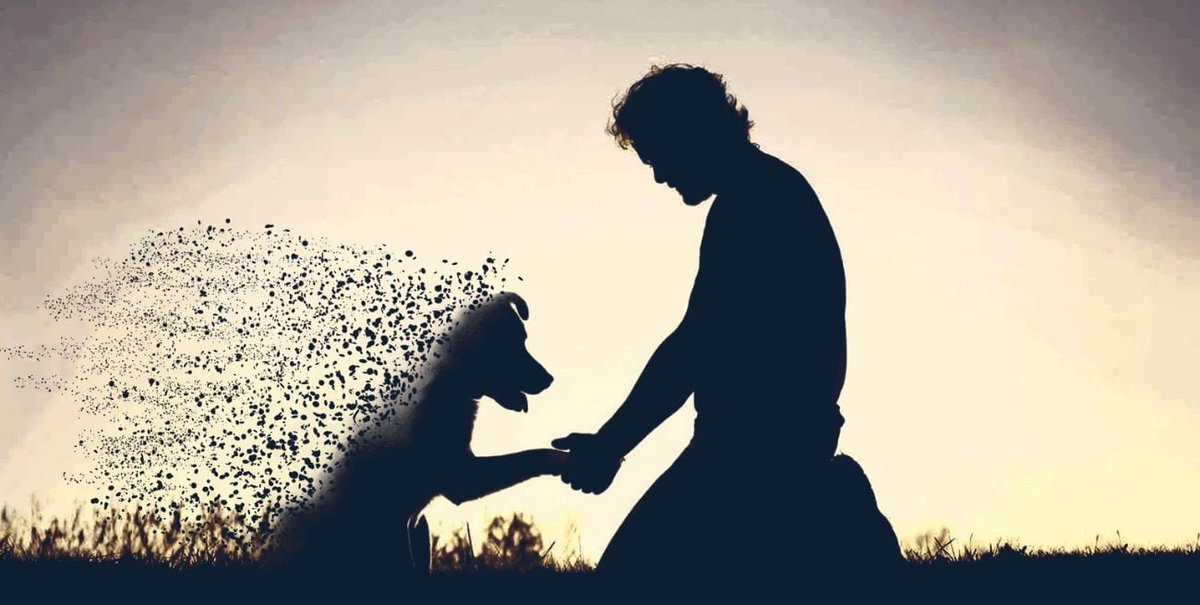 Cómo superar la pérdida de una mascota dlvr.it/T3QXHX