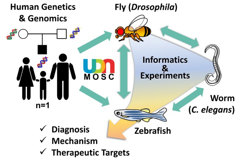 On #RareDiseaseDay2024, we highlight the work of the Undiagnosed Diseases Network, a collaborative research venture funded by @NIH to bring together clinical and research experts, which use flies, worms, and #zebrafish to diagnose human genetic diseases.