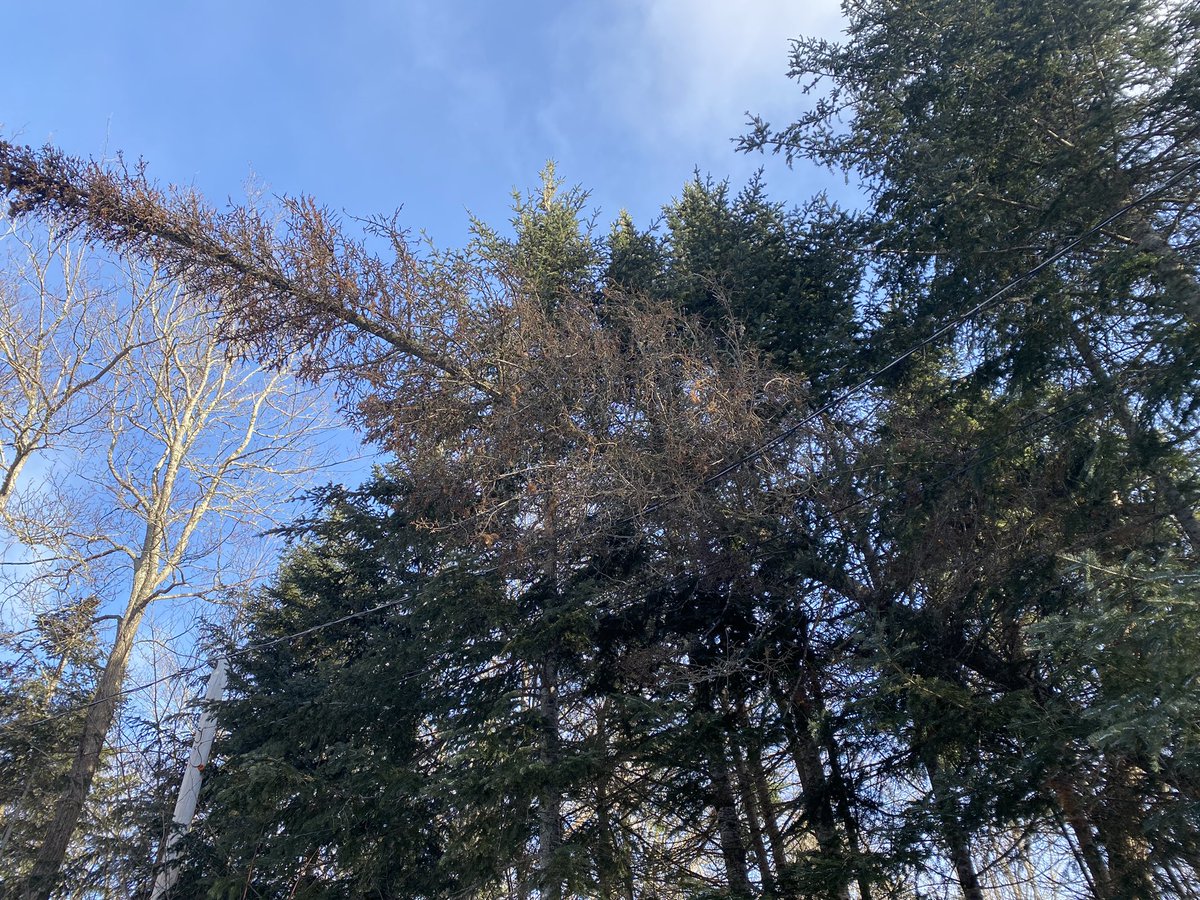 HJuhl's tweet photo. Last night’s wind gusts sounded like airplanes. They took down this tree, which is hanging out over my driveway, leaning on hydro wires. https://t.co/M7eJvwqHVK