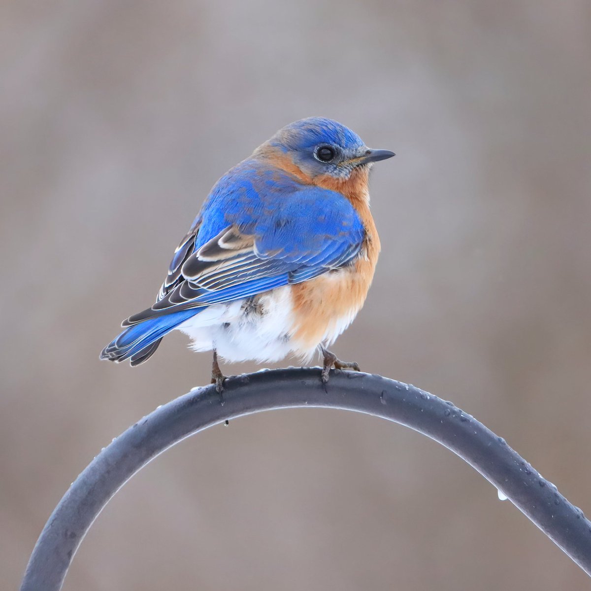 birdhouse_love's tweet photo. Seeing bluebirds is always a delight! They typically stop by to feed on mealworm cakes and drink water.
#bluebirds #bluebird #birdlife #malebluebird #malebluebirds #ohiobirding #ohiobirdworld #ohiobirdlovers #ohiobirder #backyardvisitor #birding #backyardbirding https://t.co/UkpWmUrKX6
