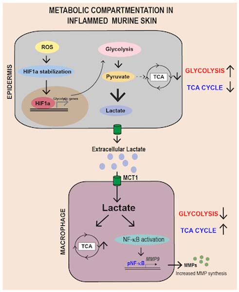 The EMBO Journal (@embojournal) on Twitter photo Skin inflammation leads to lactate production that reprograms dermal macrophages, induces M2-like proinflammatory phenotypes, and causes sterile inflammation - with relevance in a psoriasis model!
Uttkarsh Ayyangar, Srikala Raghavan <a href="/srikalaraghava1/">Dr. Srikala Raghavan</a> et al
embopress.org/doi/full/10.10… Skin inflammation leads to lactate production that reprograms dermal macrophages, induces M2-like proinflammatory phenotypes, and causes sterile inflammation - with relevance in a psoriasis model!
Uttkarsh Ayyangar, Srikala Raghavan <a href="/srikalaraghava1/">Dr. Srikala Raghavan</a> et al
embopress.org/doi/full/10.10…