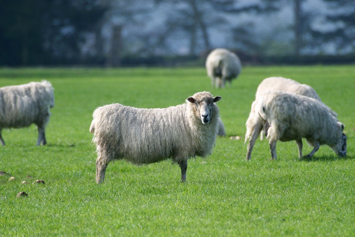 🐑🐄 PhD opportunity: Investigate antibody responses to bluetongue virus infection/vaccination in cattle and sheep. Supervised by Pirbright and @UniOfSurrey scientists. Apply now (deadline 18 March) ➡️ ow.ly/qxMf50QJcEp