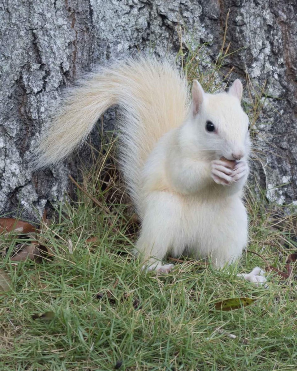 My squirrel needs a name 🙃 I am completely stumped as I feel like nothing fits him. #photography #photooftheday #photographychallenge #PhotoEditingChallenge #BestPhotographyChallenge #photochallenge