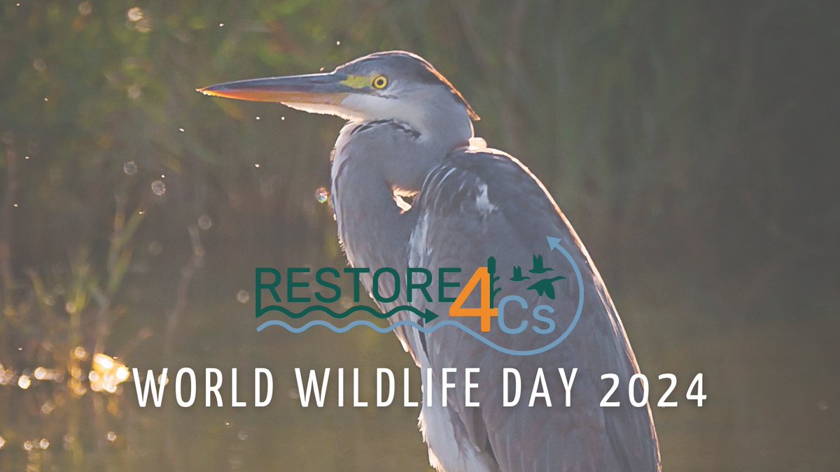 Today marks #WorldWildlifeDay2024 🦆🐟🕷 and #RESTORE4Cs takes the opportunity to celebrate & highlight the importance of #wetlands as critical habitats for a diverse range of #wildlife species.

#R4Cs #HorizonEU #CoastalWetlands #RestoreWetlands #ConserveWetlands #RestoreNature