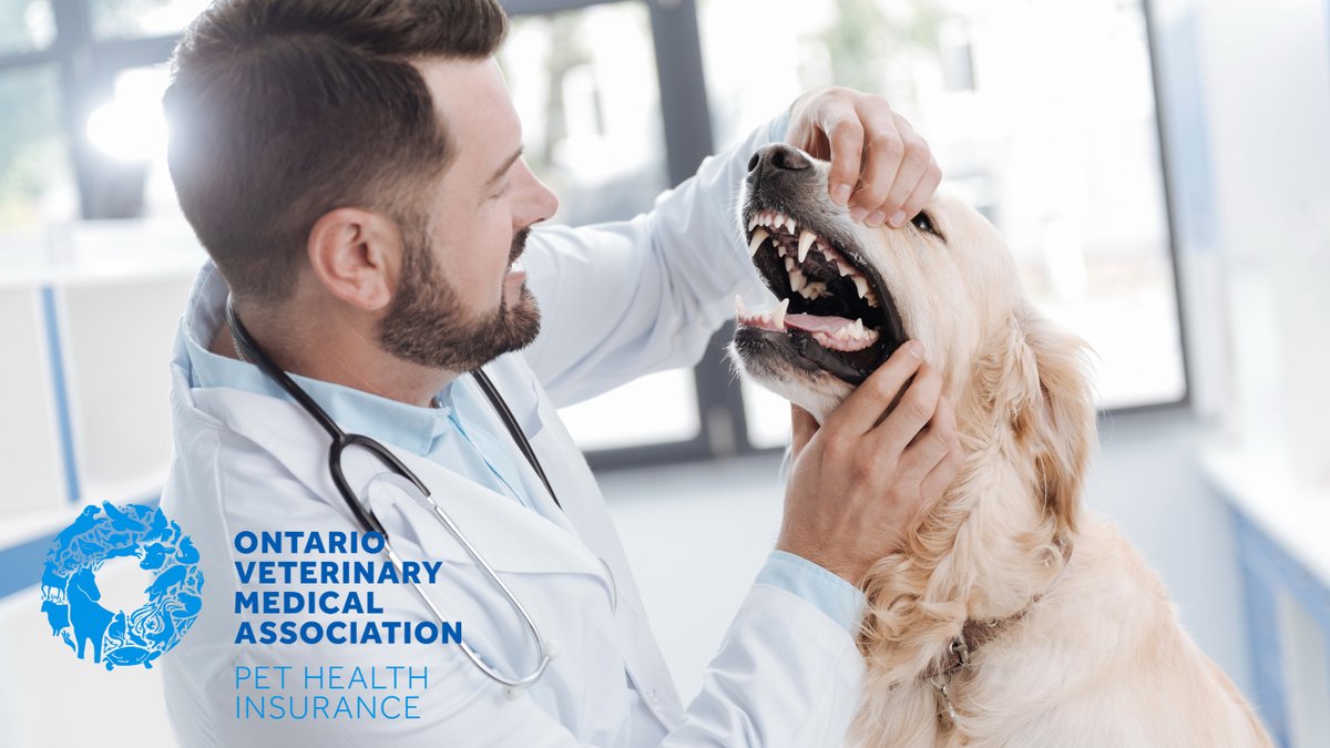 In addition to preventive care, dental cleanings by your veterinarian are essential. With dental coverage included in every OVMA Pet Health Insurance policy, your pet's teeth will get the professional care they need. Visit ovmapetinsurance.com. #OVMAPetInsurance