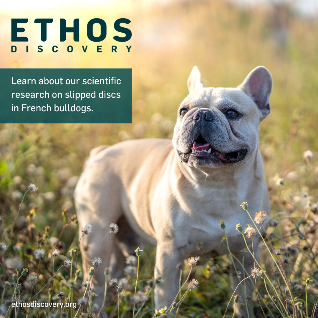 Exciting news from Ethos Discovery Canine Health Study! Delve into cutting-edge research on biomarkers for hemorrhages linked to slipped discs in French Bulldogs.

🔬 Explore the full study: ow.ly/4iKi50QJijx