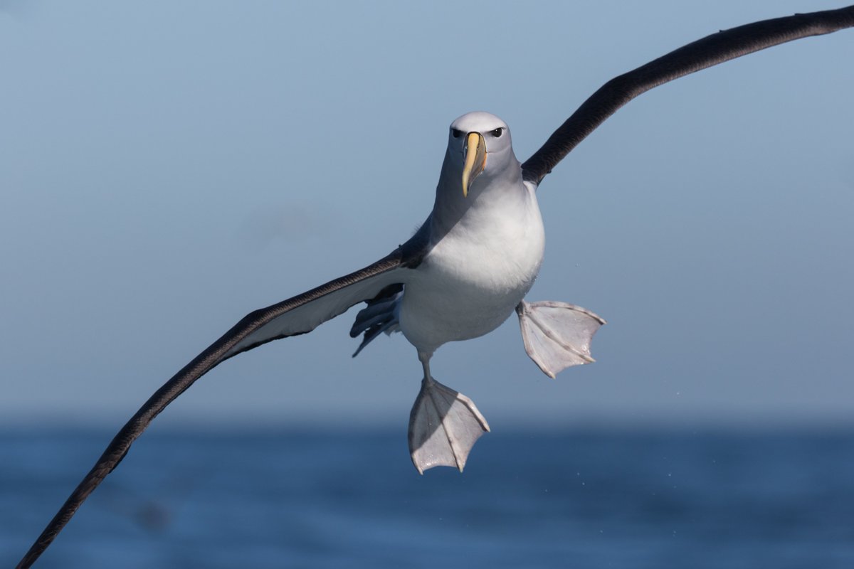 Os albatrozes possuem pés grandes e palmados, com membranas interdigitais bem desenvolvidas, que permitem que decolem a partir da superfície do mar. Também impulsionam a natação e são utilizadas em manobras aéreas, semelhante aos flaps dos aviões. #ProjetoAlbatroz @Petrobras