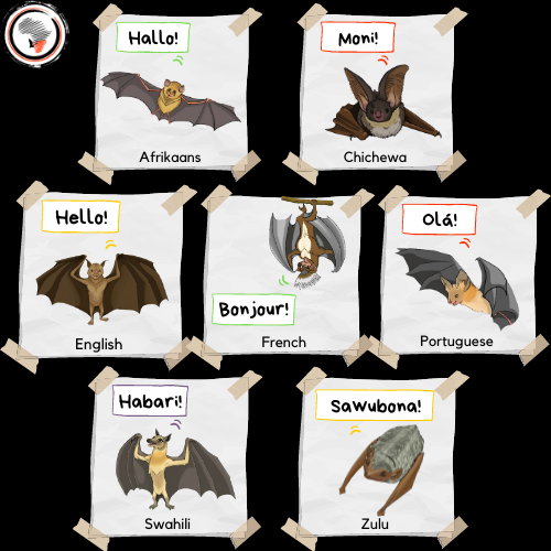 Our #ClassroomwithoutWalls resources are now available in Afrikaans, Chichewa, English, French, Swahili & Portuguese! & Xhosa & Zulu versions on their way! Packed with info & activities to learn about #bats habitats, behaviour, challenges & how we can help lght.ly/6ppfd13