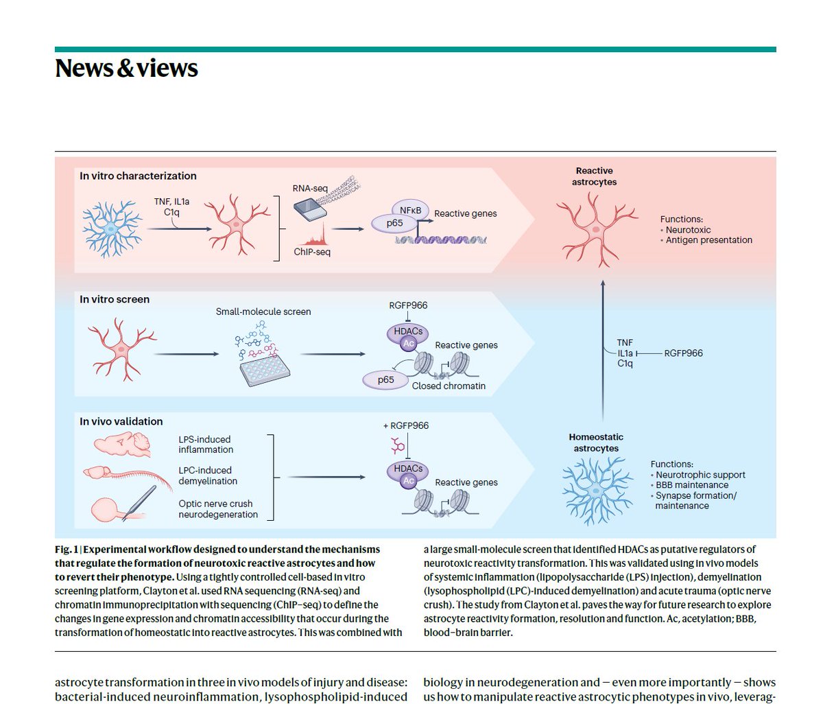 Great work by @bllclayton, @TesarLab, & the team. Such an insightful dive into modulation of astrocyte reactivity. @ScienceLemon92 and I were honored to write the @NatureNeuro N&V on this piece - see rdcu.be/dzXrM. (1/2)