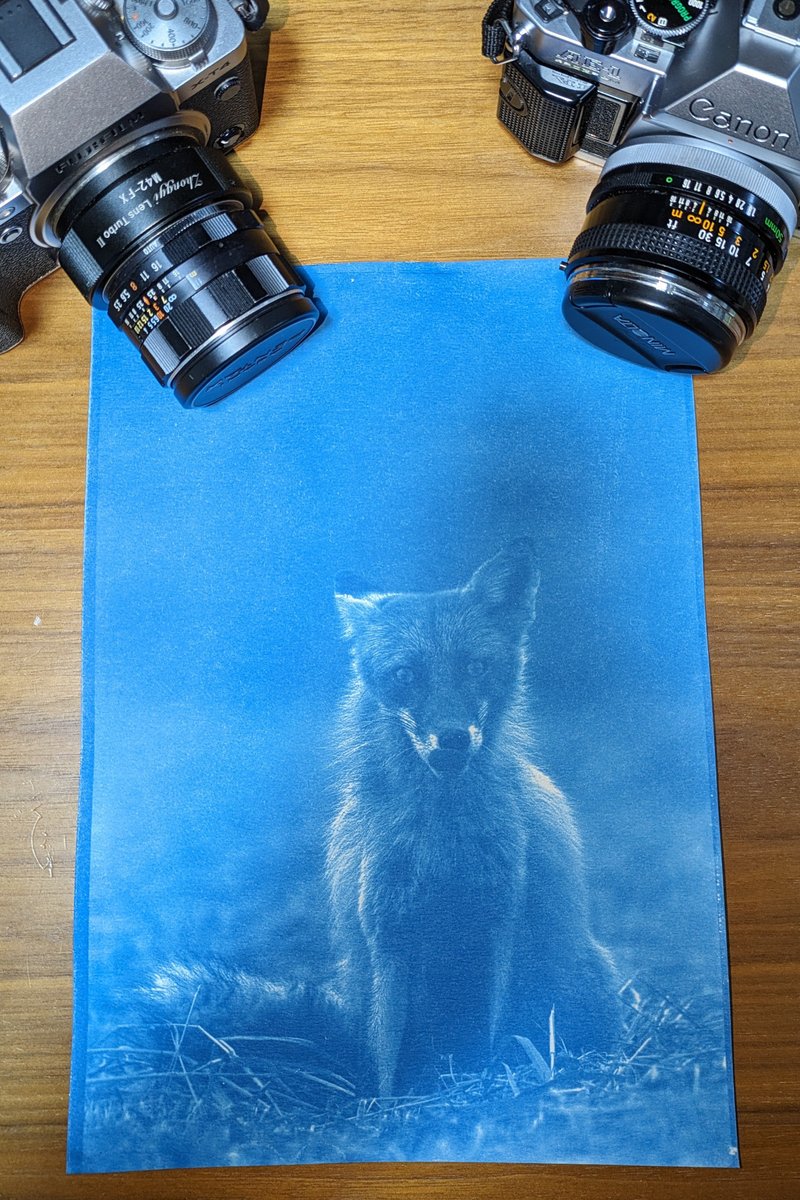 EzoSnapshot's tweet image. これは私の初めての真剣なサイアノタイププ
リントの試みで、デジタルネガを使用しています。これ
からもっとたくさん制作していきたいと考えています。
次に何をプリントすべきでしょうか？

#altprocess #altprocessphotography #cyanotype
#Hokkaido #photography #fujifilm #wildlife #cute #fox