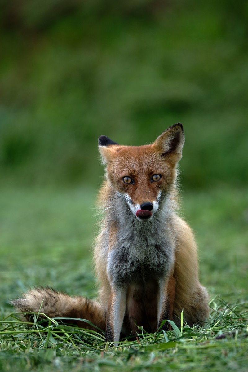 EzoSnapshot's tweet image. これは私の初めての真剣なサイアノタイププ
リントの試みで、デジタルネガを使用しています。これ
からもっとたくさん制作していきたいと考えています。
次に何をプリントすべきでしょうか？

#altprocess #altprocessphotography #cyanotype
#Hokkaido #photography #fujifilm #wildlife #cute #fox