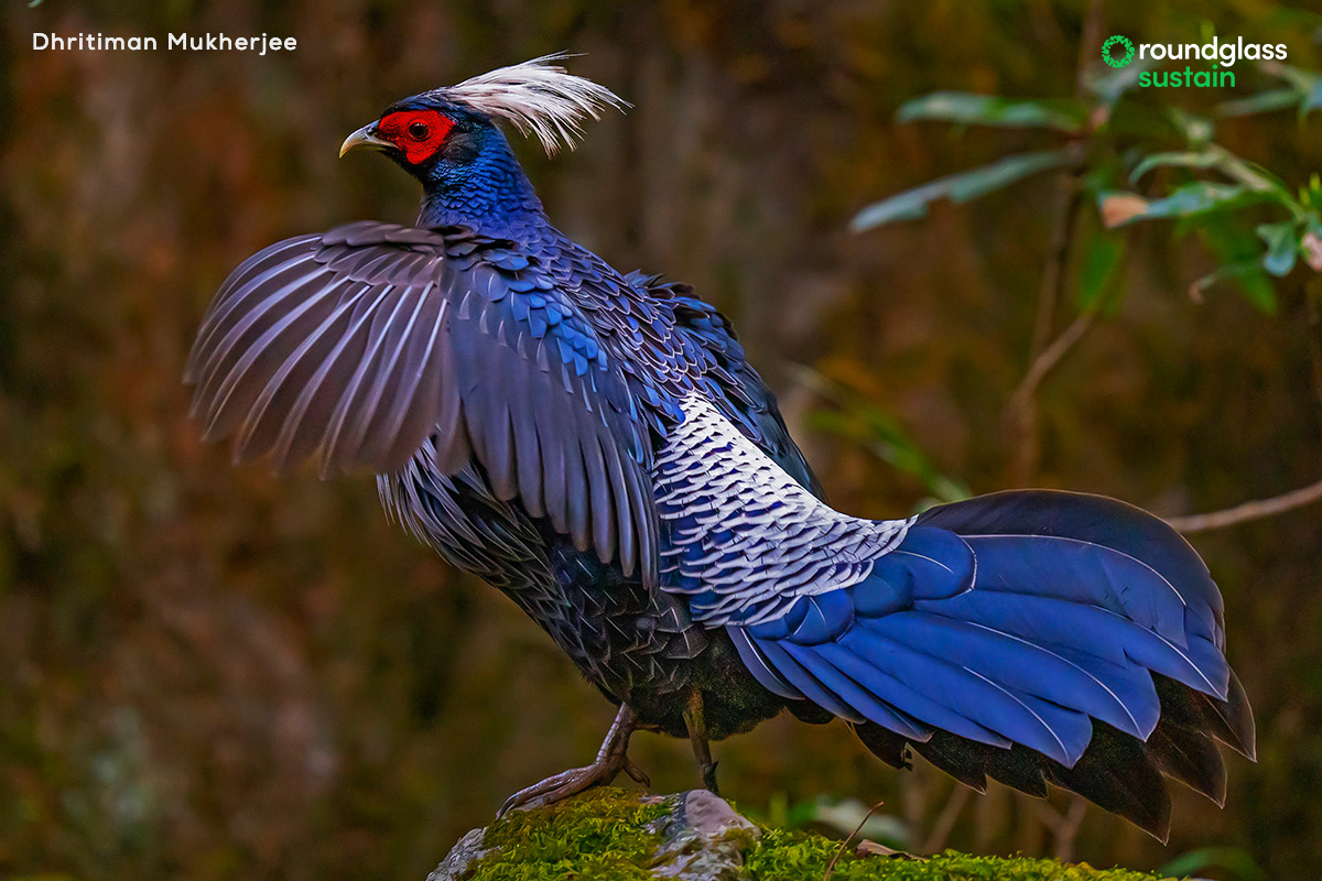 RGSustain1's tweet image. The #kalijpheasant has what it takes to put up an impressive courtship display. They puff up their chest feathers and flap half-open wings to attract a female. 

Read more: l8r.it/nZyw
Text: Samuel John @SpidersATSea
Photo: Dhritiman Mukherjee @dhritimanimages