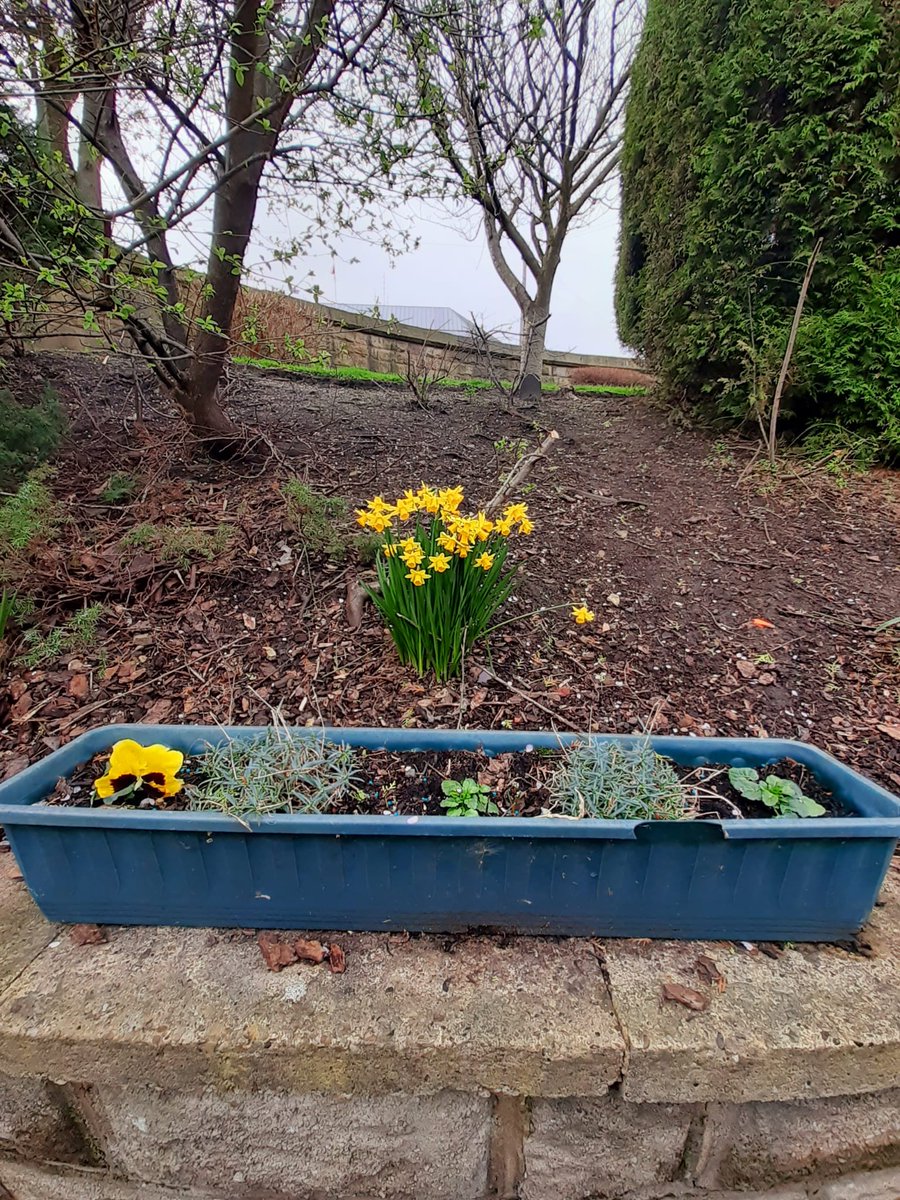 Spring has sprung early at the WYCCP office. These flowers were planted by Dave, who is one of our service users.