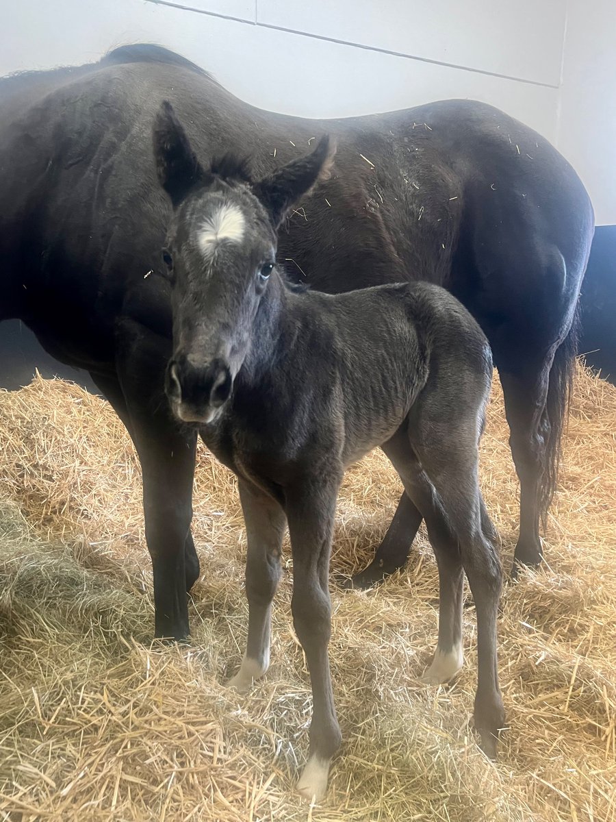 Our leap year foal by Lope Y Fernandez born early hours this morning, they don’t usually come out Grey 🩶🤍 

#Nsstallions #nsfoaling #nsservices #Nationalstud #foaling24 #breedingseason #foalsoftwitter #futurechampions