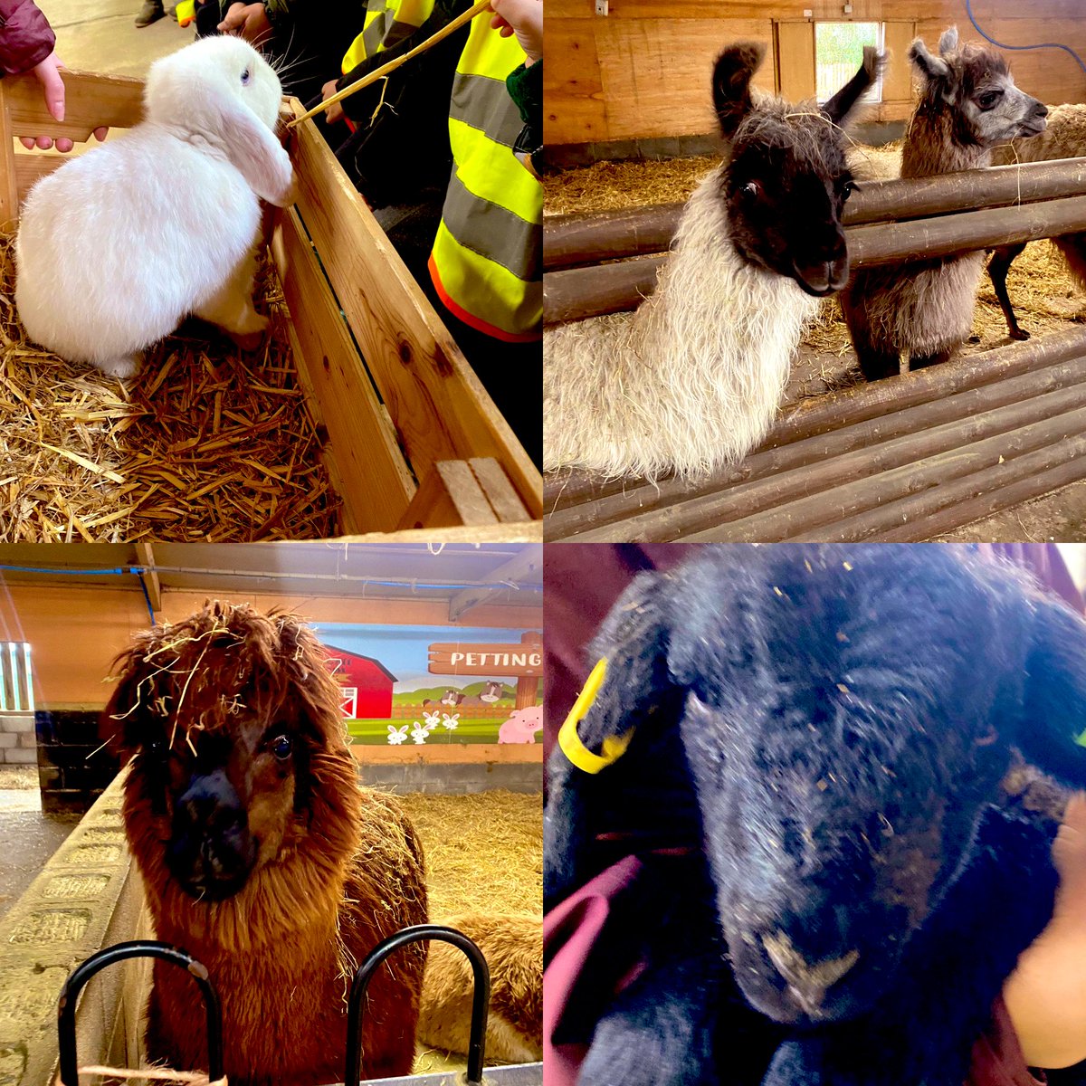 TheOaklandsBham's tweet photo. Reception have had a great day exploring Attwell Farm and learning all about the animals. @AttwellFarmPark https://t.co/XaNEti9Bvy