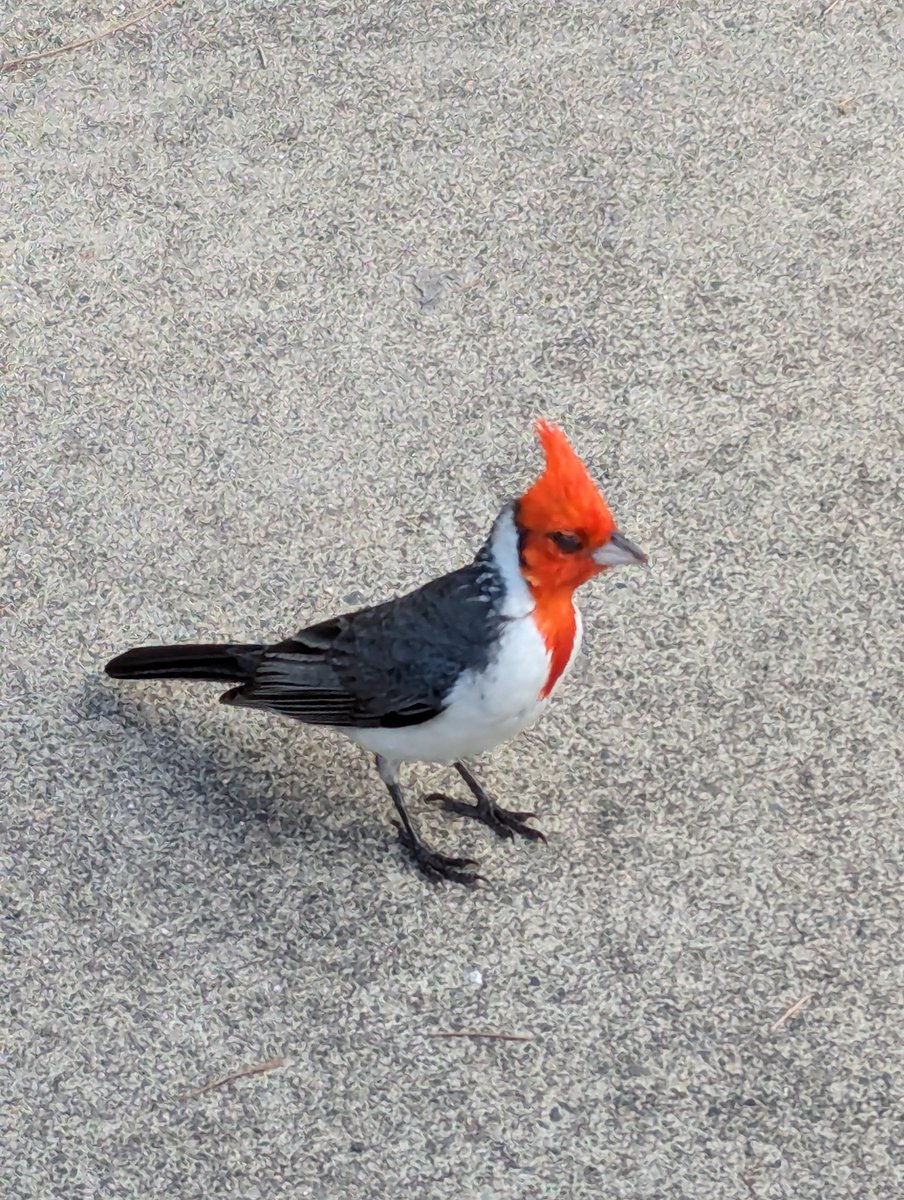 The Hawaiian Cardinal is a beauty. #birds
