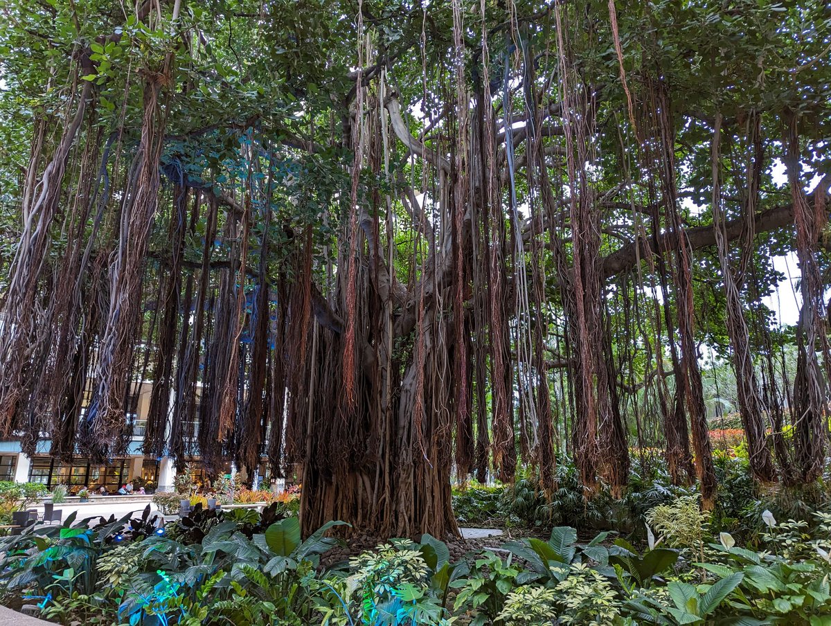 It's the #trees and #plants that make #HAWAII so incredible 

#Travel #TravelThursday #travelblogger